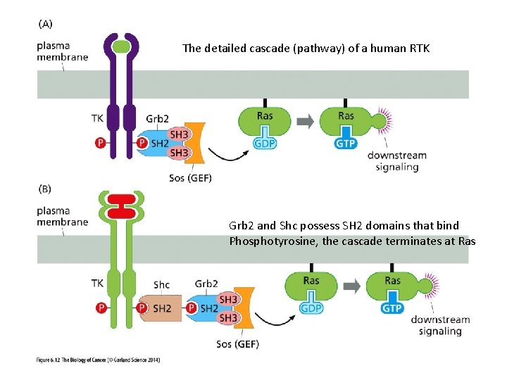 The detailed cascade (pathway) of a human RTK Grb 2 and Shc possess SH