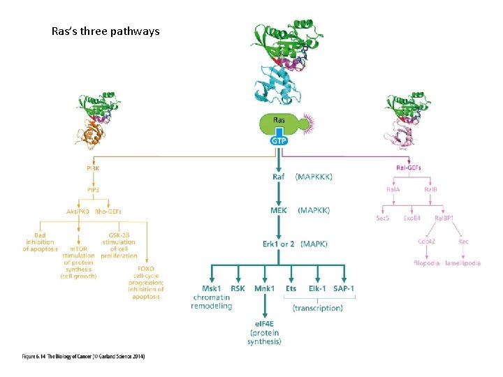 Ras’s three pathways 