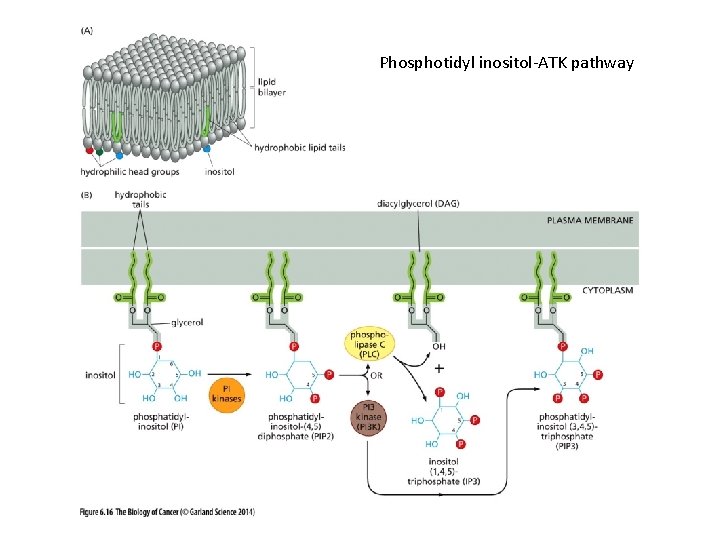 Phosphotidyl inositol-ATK pathway 