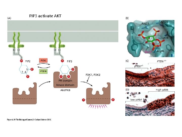 PIP 3 activate AKT 