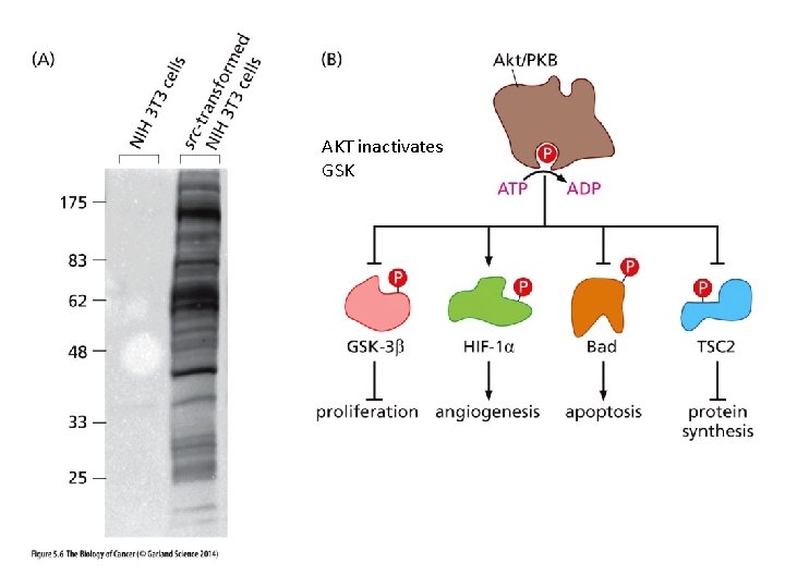 AKT inactivates GSK 