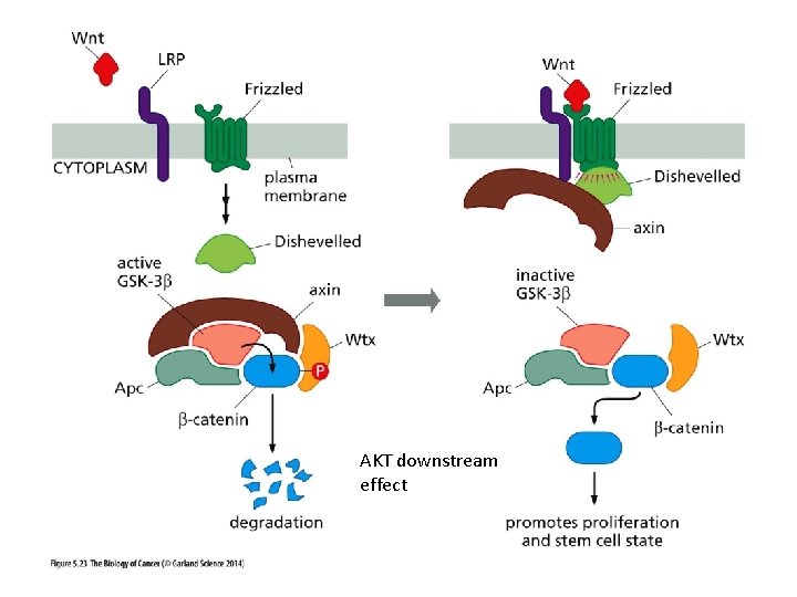 AKT downstream effect 