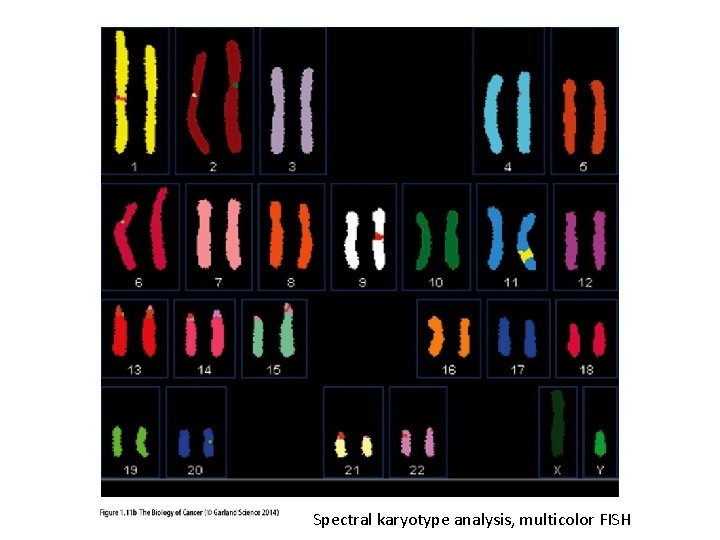 Spectral karyotype analysis, multicolor FISH 