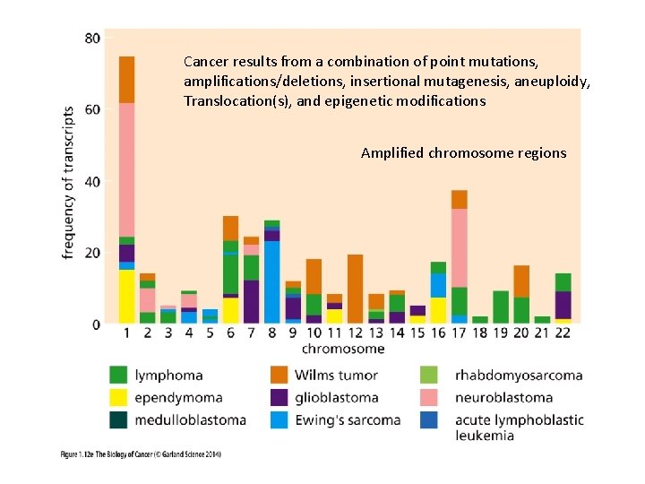 Cancer results from a combination of point mutations, amplifications/deletions, insertional mutagenesis, aneuploidy, Translocation(s), and