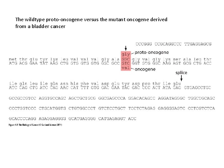 The wildtype proto-oncogene versus the mutant oncogene derived from a bladder cancer 