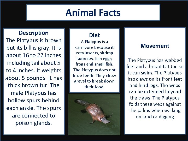 Animal Facts Description The Platypus is brown but its bill is gray. It is