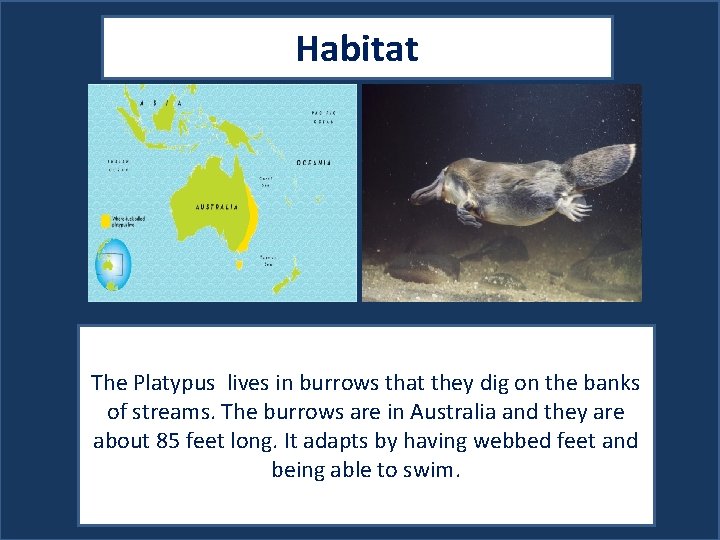 Habitat Map showing where your animal lives Picture showing your animal in its habitat.