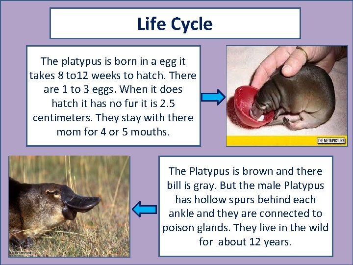 Life Cycle The platypus is born in a egg it takes 8 to 12