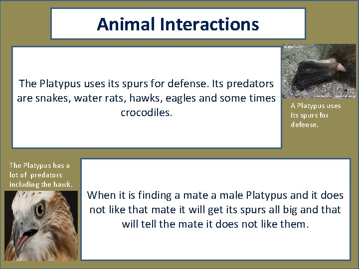 Animal Interactions The Platypus uses its spurs for defense. Its predators are snakes, water
