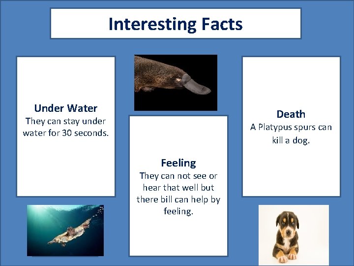 Interesting Facts Under Water A pic to accompany fact #2 Death They can stay