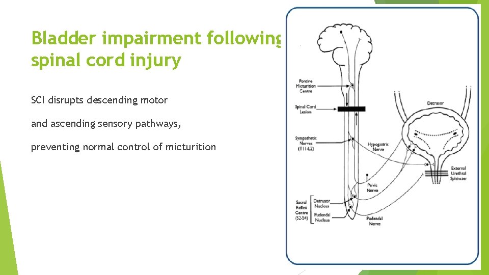 Bladder impairment following spinal cord injury SCI disrupts descending motor and ascending sensory pathways,