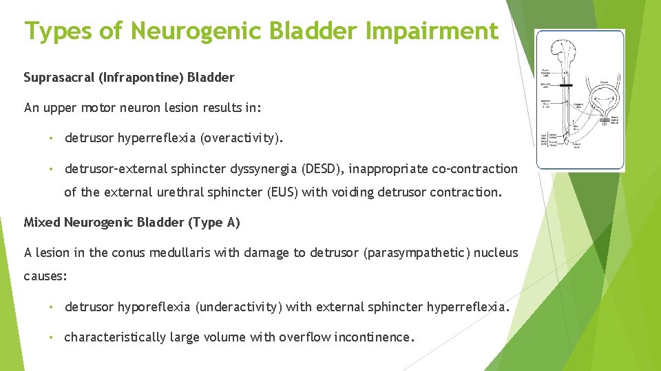 Types of Neurogenic Bladder Impairment Suprasacral (Infrapontine) Bladder An upper motor neuron lesion results