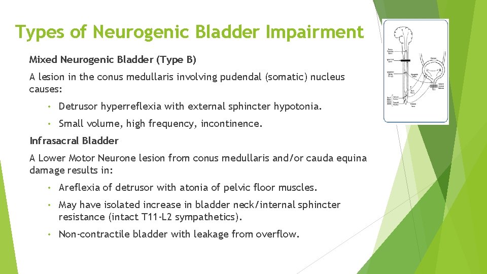 Types of Neurogenic Bladder Impairment Mixed Neurogenic Bladder (Type B) A lesion in the