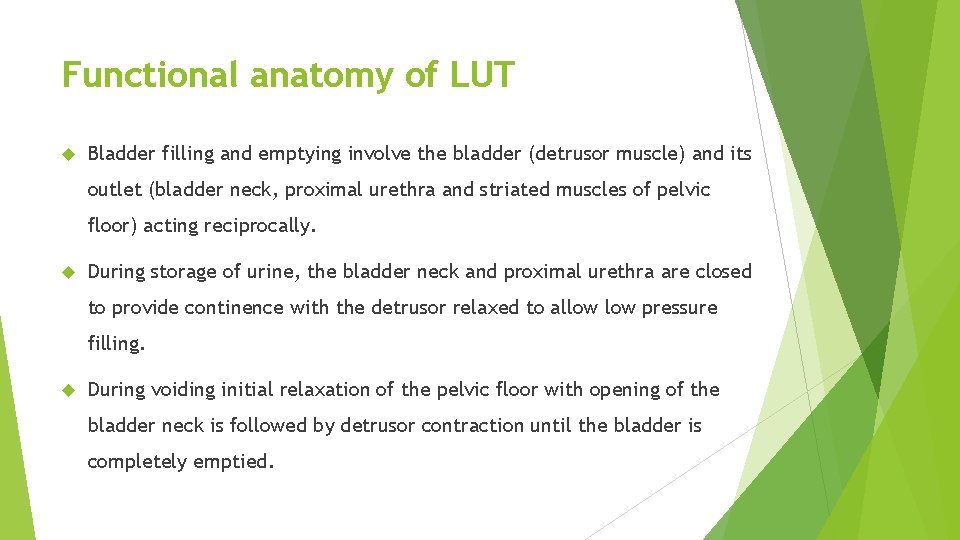 Functional anatomy of LUT Bladder filling and emptying involve the bladder (detrusor muscle) and