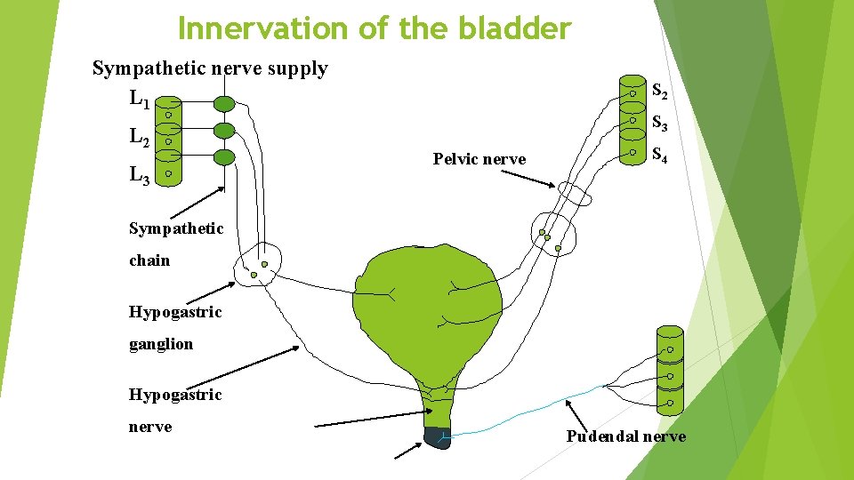 Innervation of the bladder Sympathetic nerve supply L 1 L 2 L 3 S