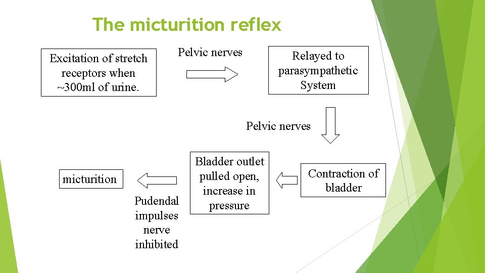 The micturition reflex Excitation of stretch receptors when ~300 ml of urine. Pelvic nerves