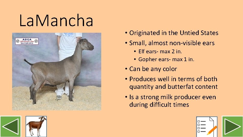 La. Mancha • Originated in the Untied States • Small, almost non-visible ears •