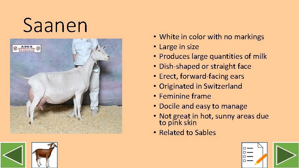 Saanen White in color with no markings Large in size Produces large quantities of