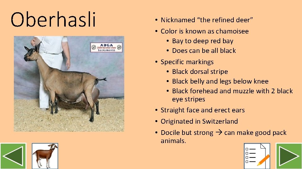 Oberhasli • Nicknamed “the refined deer” • Color is known as chamoisee • Bay