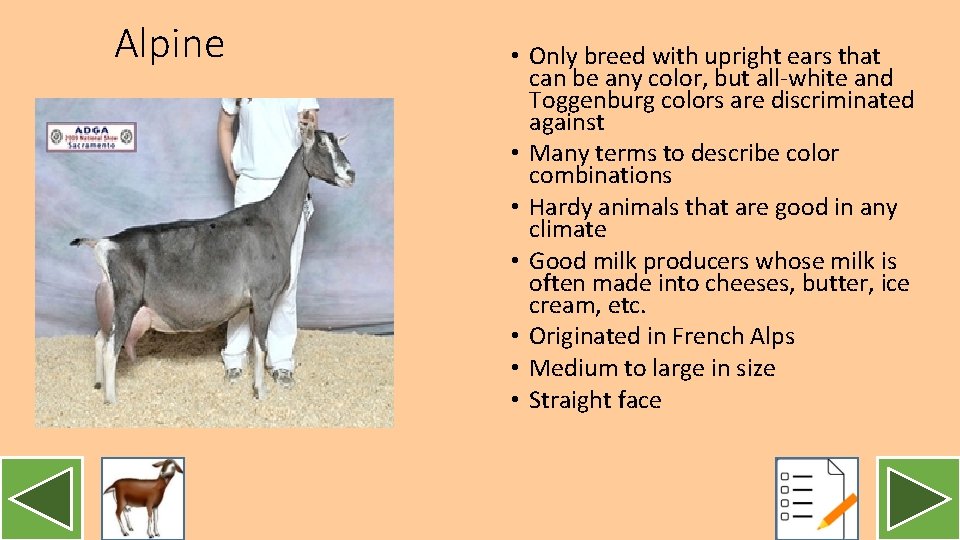 Alpine • Only breed with upright ears that can be any color, but all-white