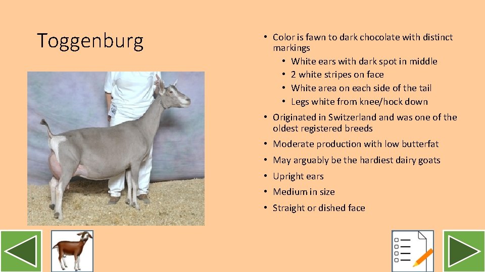 Toggenburg • Color is fawn to dark chocolate with distinct markings • White ears