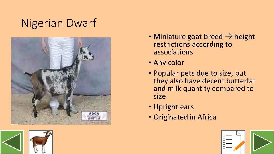 Nigerian Dwarf • Miniature goat breed height restrictions according to associations • Any color