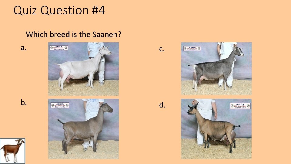 Quiz Question #4 Which breed is the Saanen? a. c. b. d. 