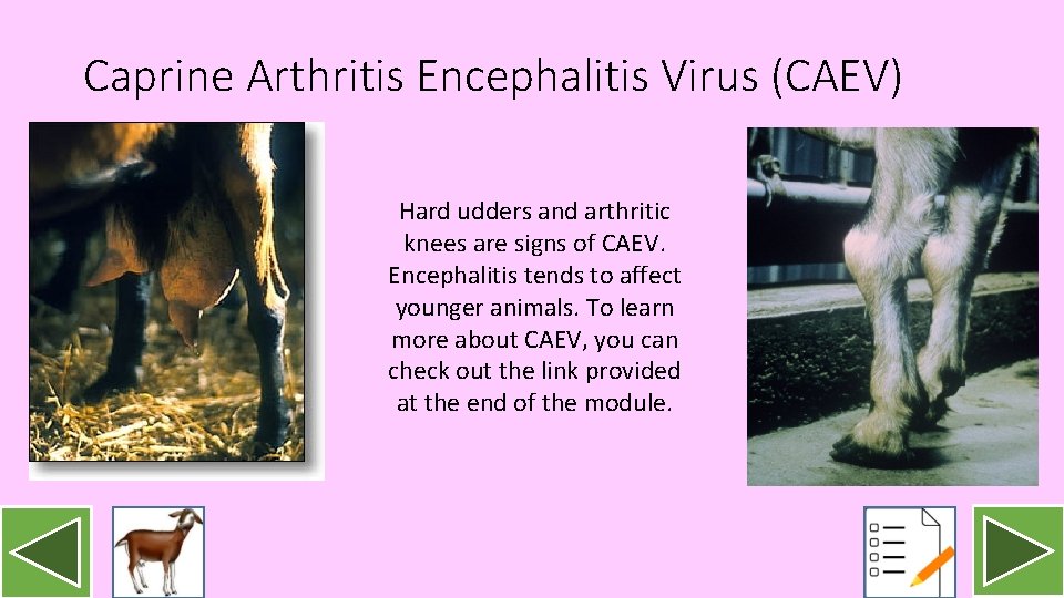Caprine Arthritis Encephalitis Virus (CAEV) Hard udders and arthritic knees are signs of CAEV.