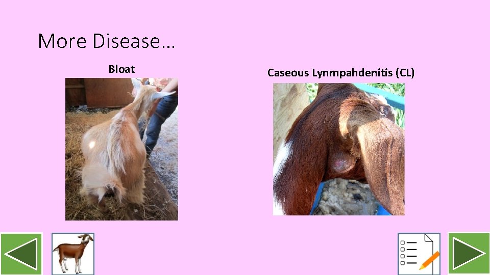 More Disease… Bloat Caseous Lynmpahdenitis (CL) 