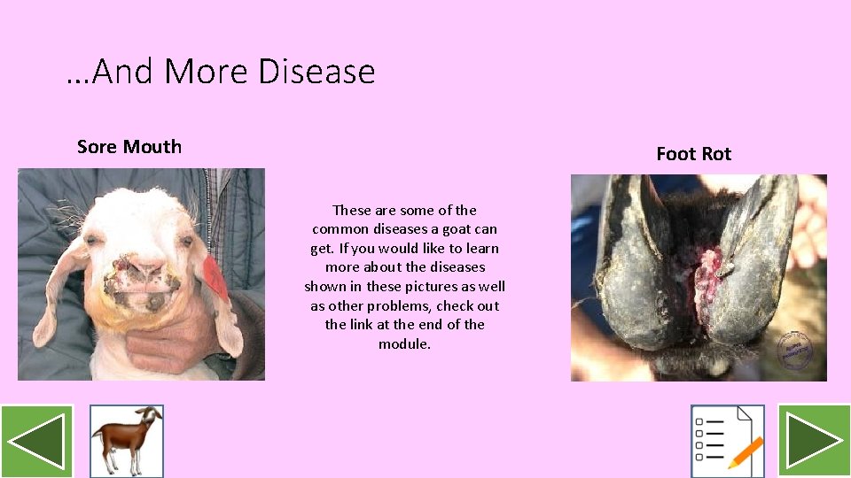 …And More Disease Sore Mouth Foot Rot These are some of the common diseases