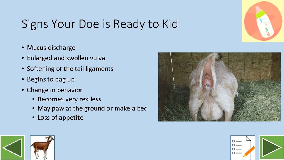 Signs Your Doe is Ready to Kid • • • Mucus discharge Enlarged and