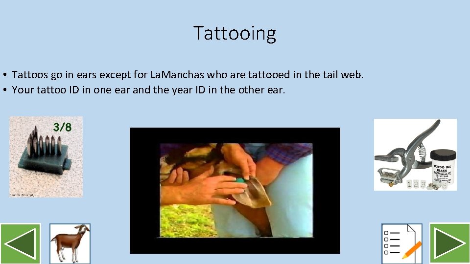 Tattooing • Tattoos go in ears except for La. Manchas who are tattooed in