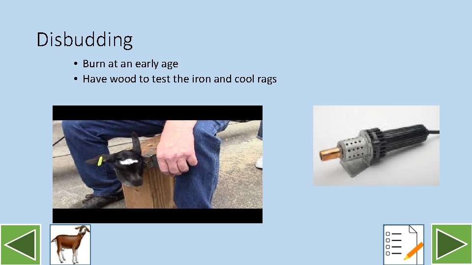 Disbudding • Burn at an early age • Have wood to test the iron
