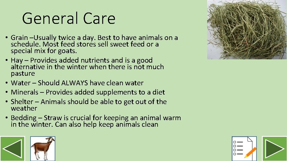 General Care • Grain –Usually twice a day. Best to have animals on a