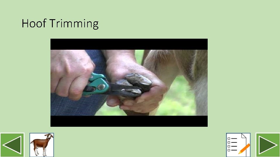 Hoof Trimming 