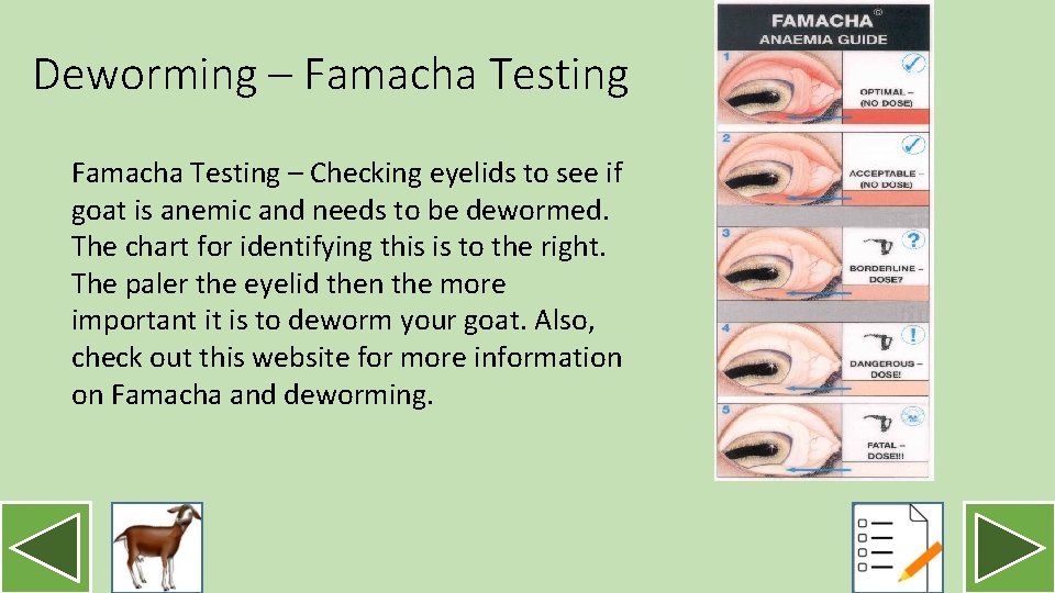 Deworming – Famacha Testing – Checking eyelids to see if goat is anemic and