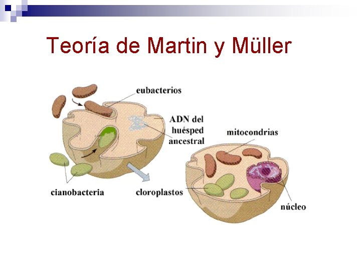 Teoría de Martin y Müller 