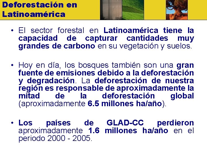 Deforestación en Latinoamérica • El sector forestal en Latinoamérica tiene la capacidad de capturar