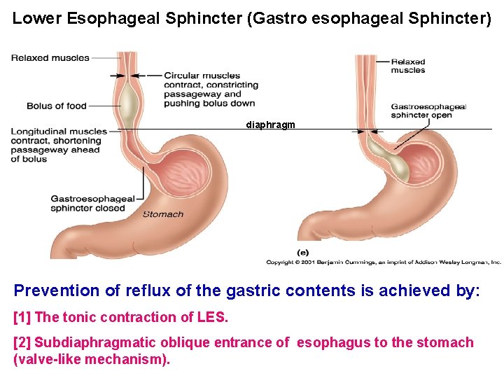 Lower Esophageal Sphincter (Gastro esophageal Sphincter) diaphragm Prevention of reflux of the gastric contents