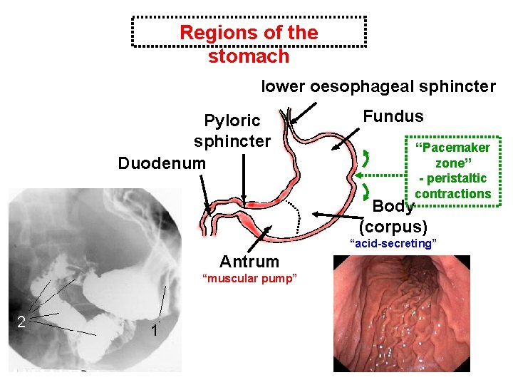 Regions of the stomach lower oesophageal sphincter Pyloric sphincter Duodenum Fundus “Pacemaker zone” -