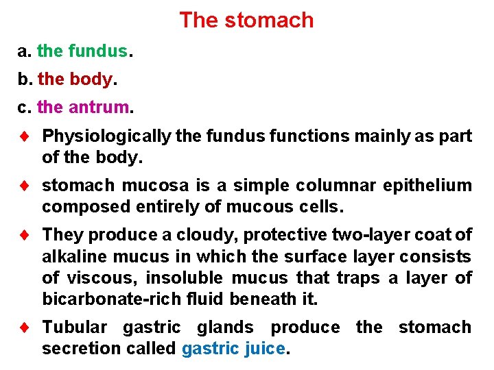 The stomach a. the fundus. b. the body. c. the antrum. ¨ Physiologically the