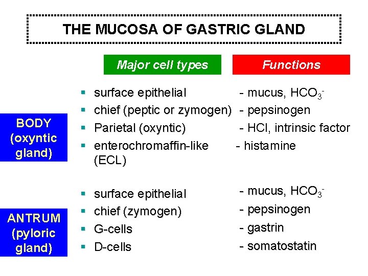 THE MUCOSA OF GASTRIC GLAND BODY (oxyntic gland) ANTRUM (pyloric gland) Major cell types