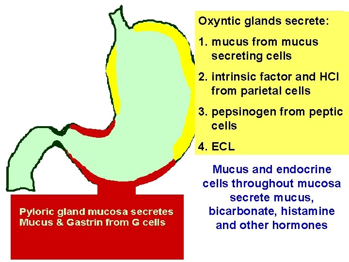 Oxyntic glands secrete: 1. mucus from mucus secreting cells 2. intrinsic factor and HCl