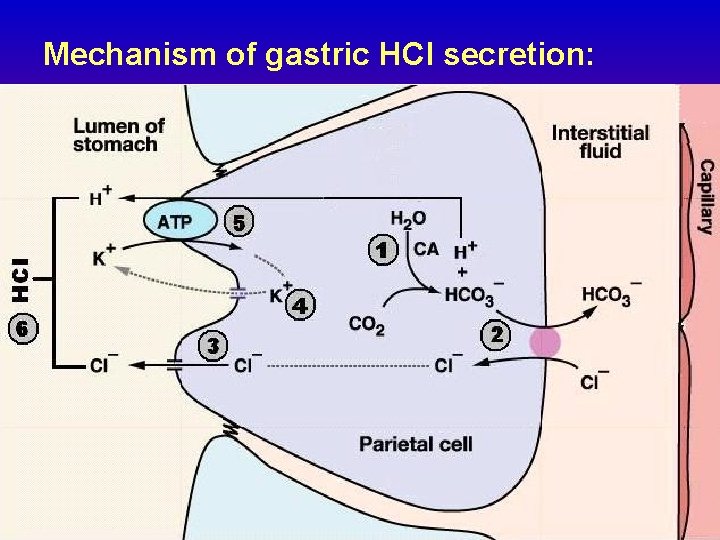 Mechanism of gastric HCl secretion: 