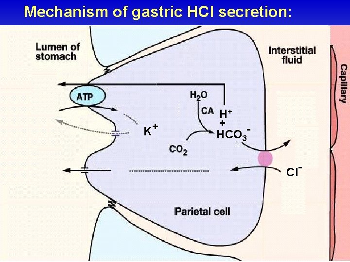 Mechanism of gastric HCl secretion: K+ H+ + HCO 3 CI- 