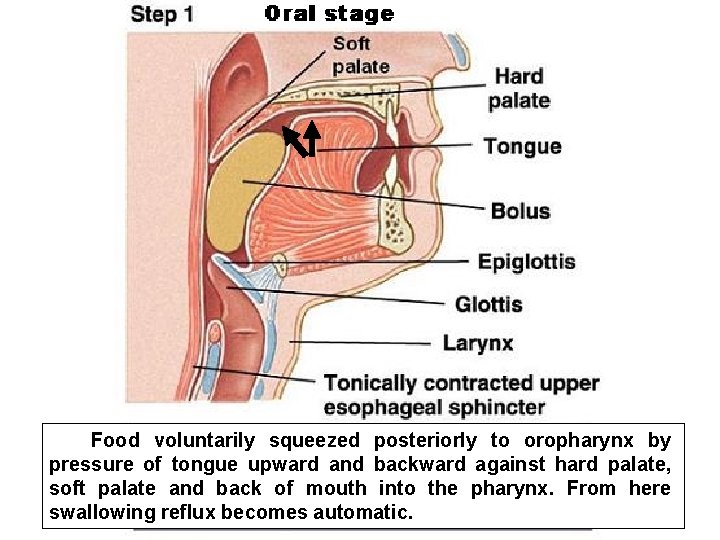 Food voluntarily squeezed posteriorly to oropharynx by pressure of tongue upward and backward against