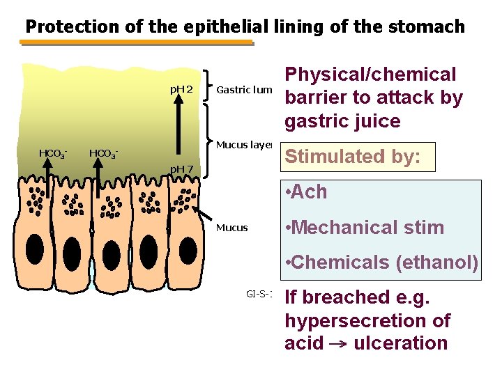 Protection of the epithelial lining of the stomach p. H 2 HCO 3 -