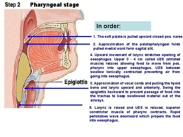 In order: 1. The soft palate is pulled upward closed pos. nares. 2. Approximation