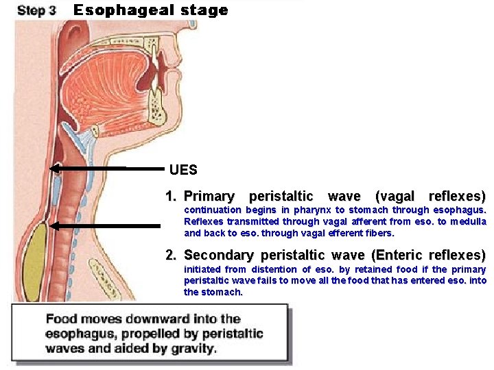UES 1. Primary peristaltic wave (vagal reflexes) continuation begins in pharynx to stomach through