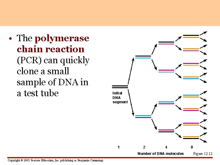  • The polymerase chain reaction (PCR) can quickly clone a small sample of